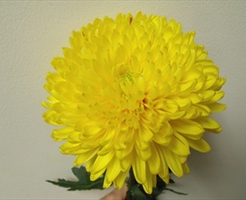 YELLOW COMMERCIAL MUMS