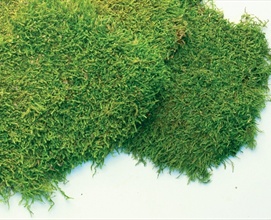 Sheet Moss